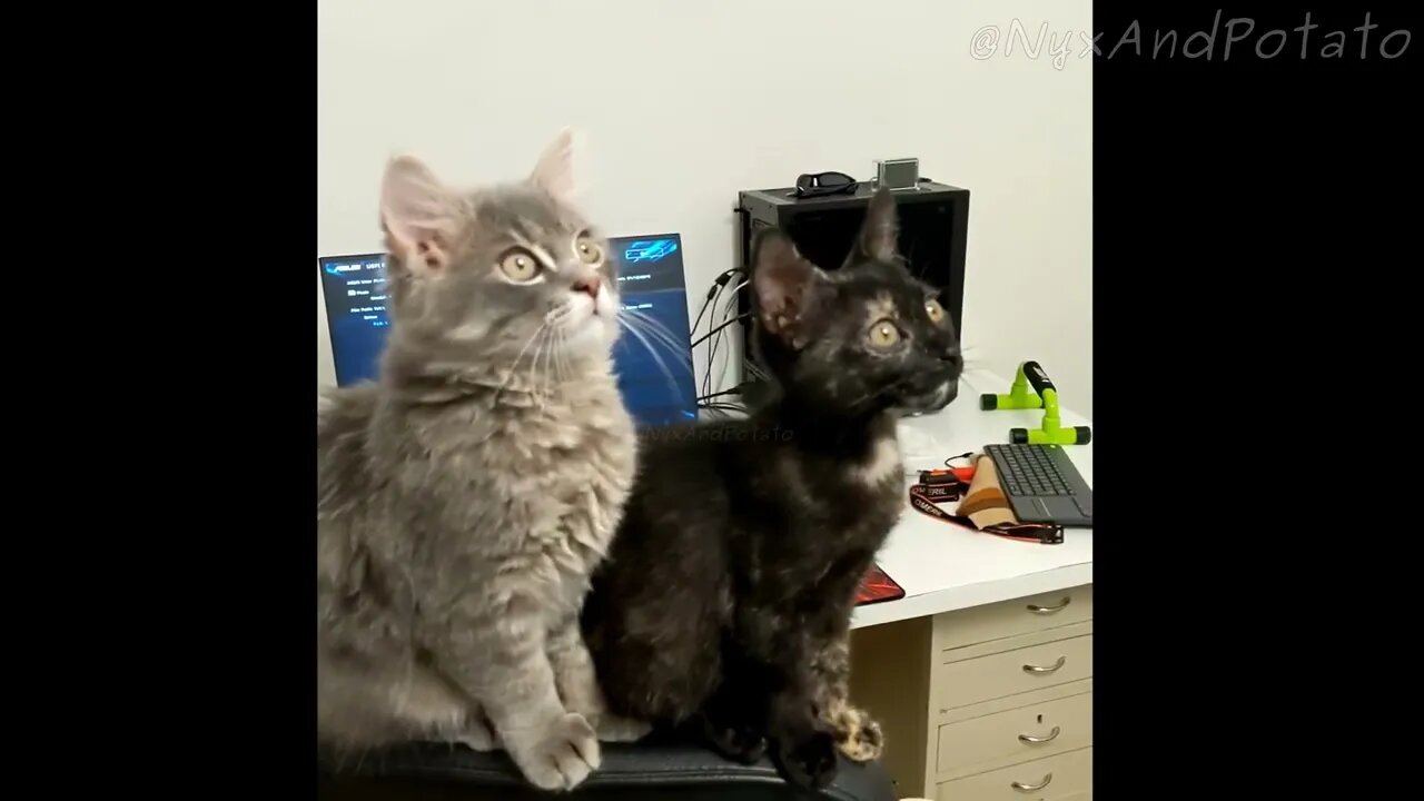 Adorable Kittens Nyx & Potato React to a Fascinating Discovery