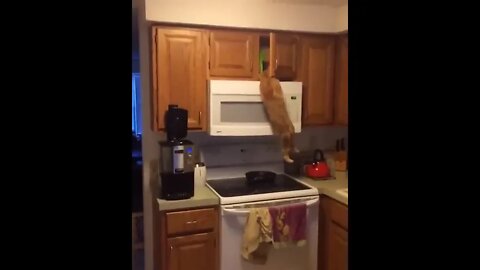 Cat searching Food #trending #viral #ytshorts #shorts #PetpupFun