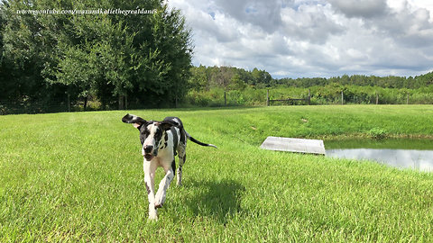 Energetic Great Dane Gets Easily Distracted