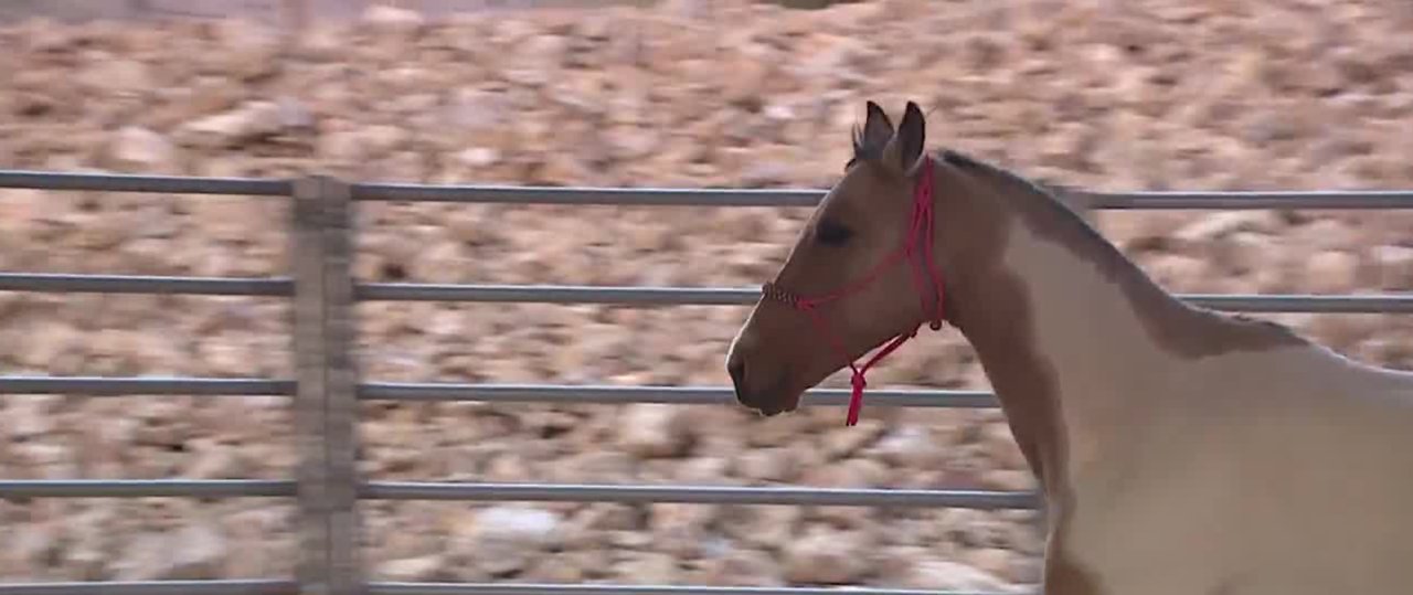 Las Vegas horse owner deterring 'porch pirates' with manure