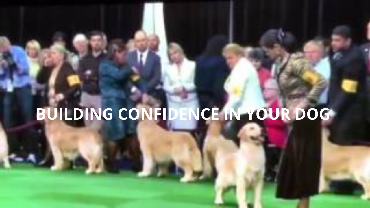 Preparing strategies for creating and Dog Handling abilities and workshop