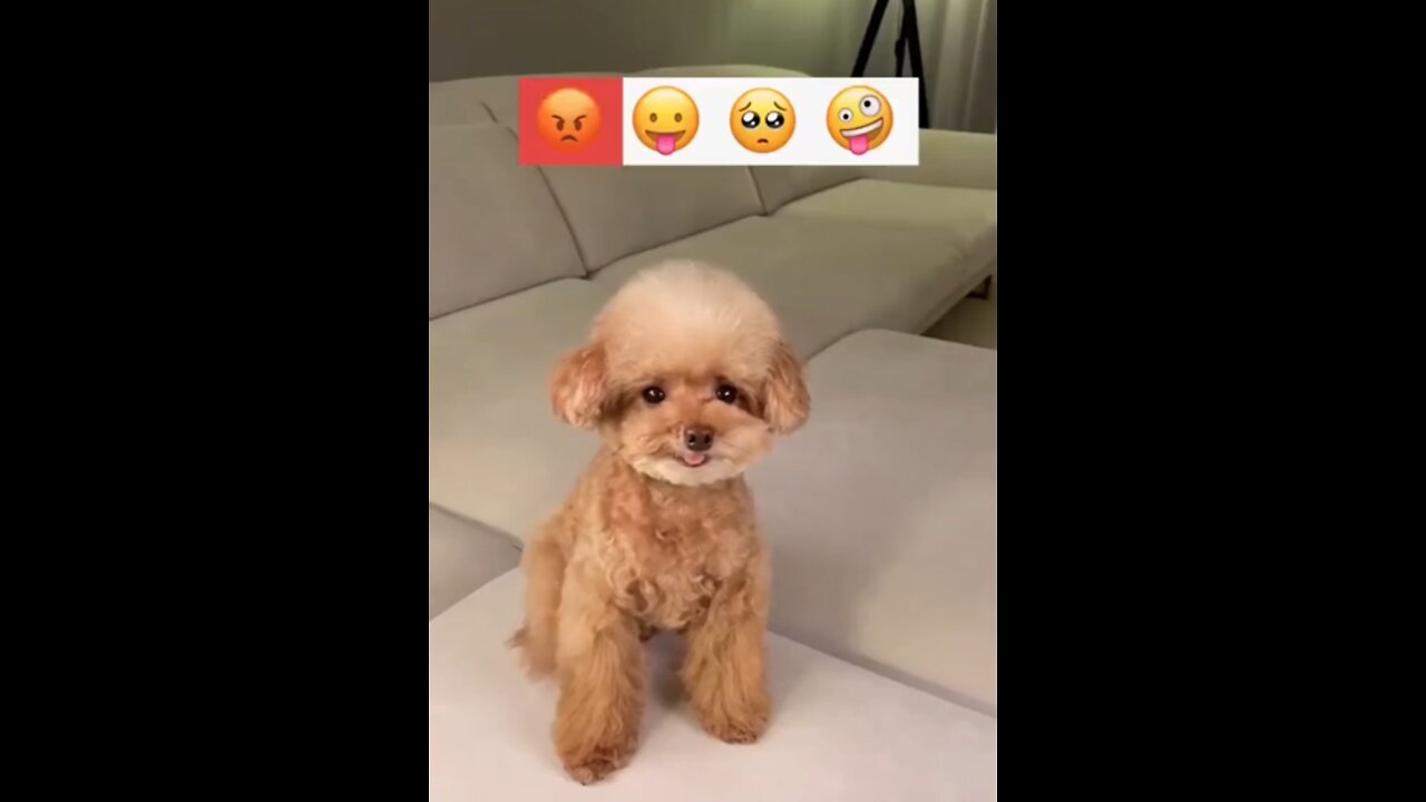 Funny animals videos