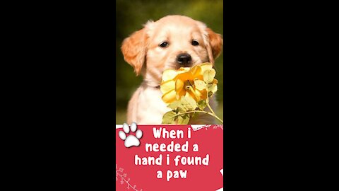 When I needed a hand i found a paw