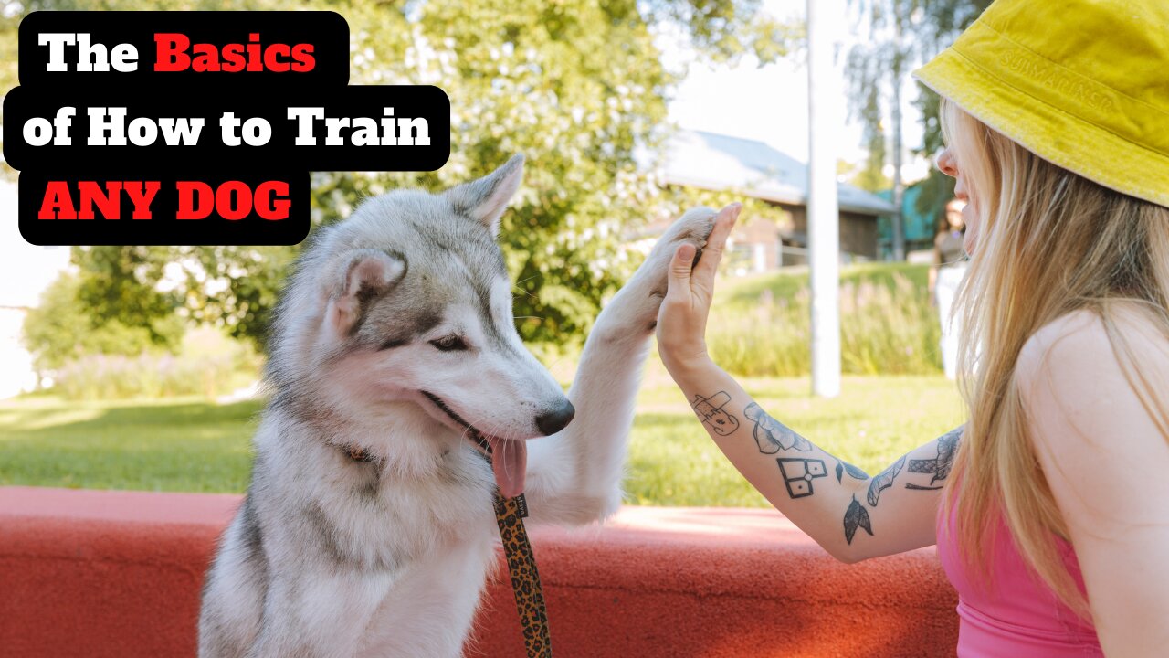 The Basics of How to Train ANY DOG