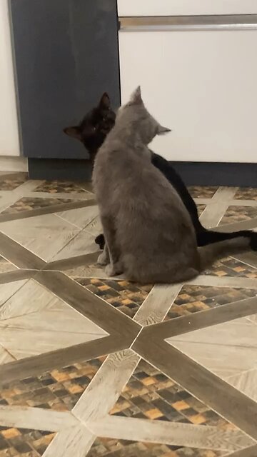 Russian Cat With African Black |No Racism|