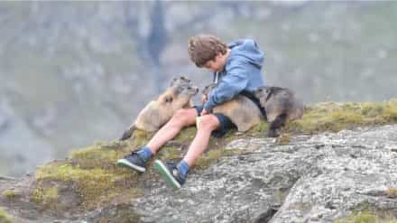 Un jeune ado ami avec une colonie de marmottes