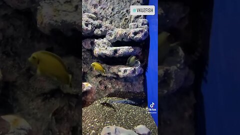 What are these ugly fish??