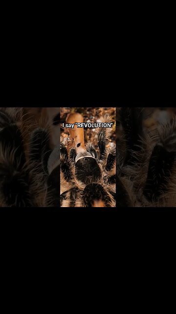 It's a TARANTULA REVOLUTION!