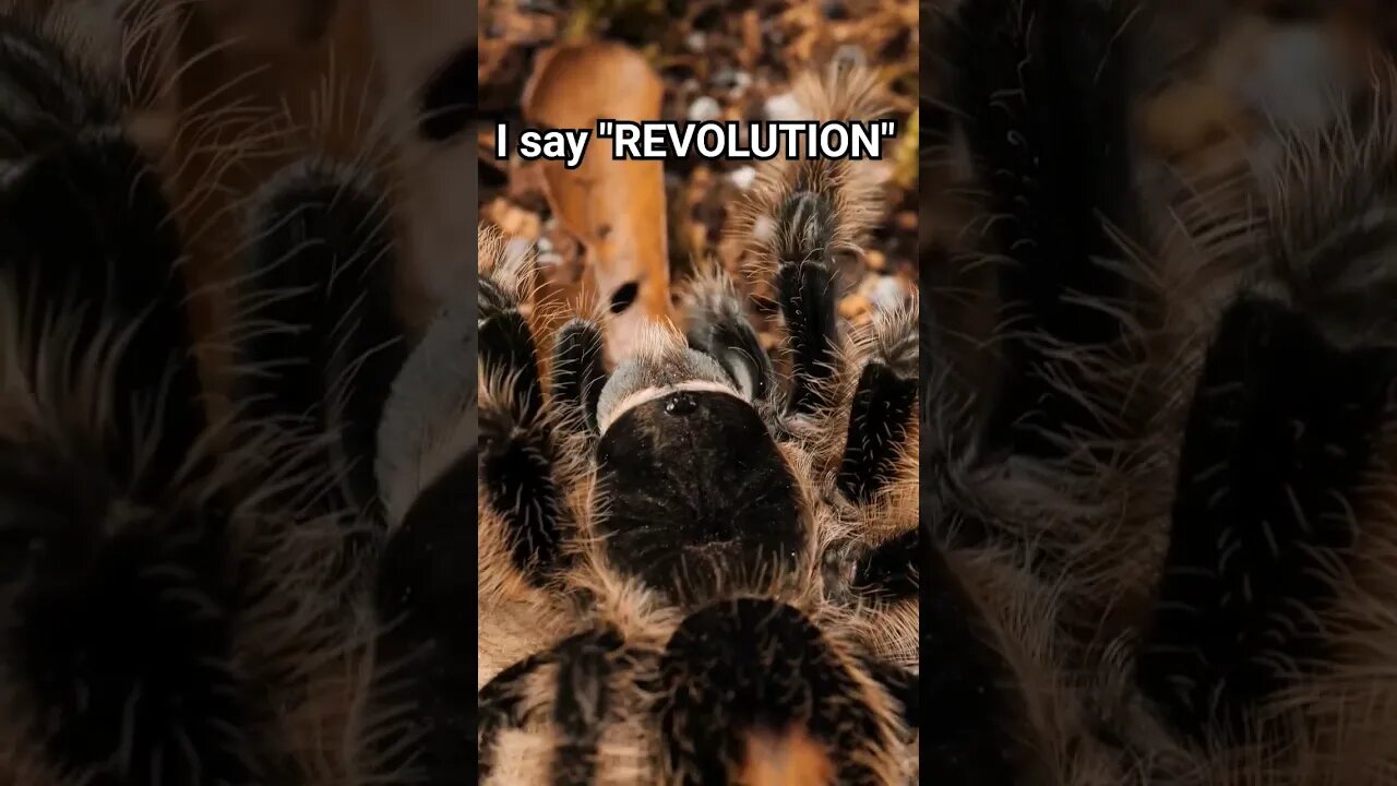 It's a TARANTULA REVOLUTION!