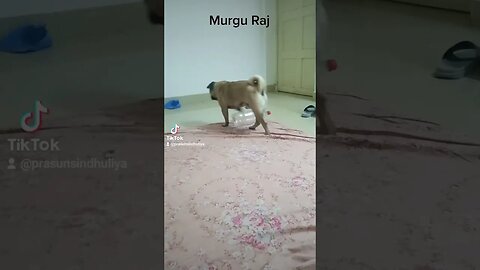 Murgu Raj Pug From Nepal