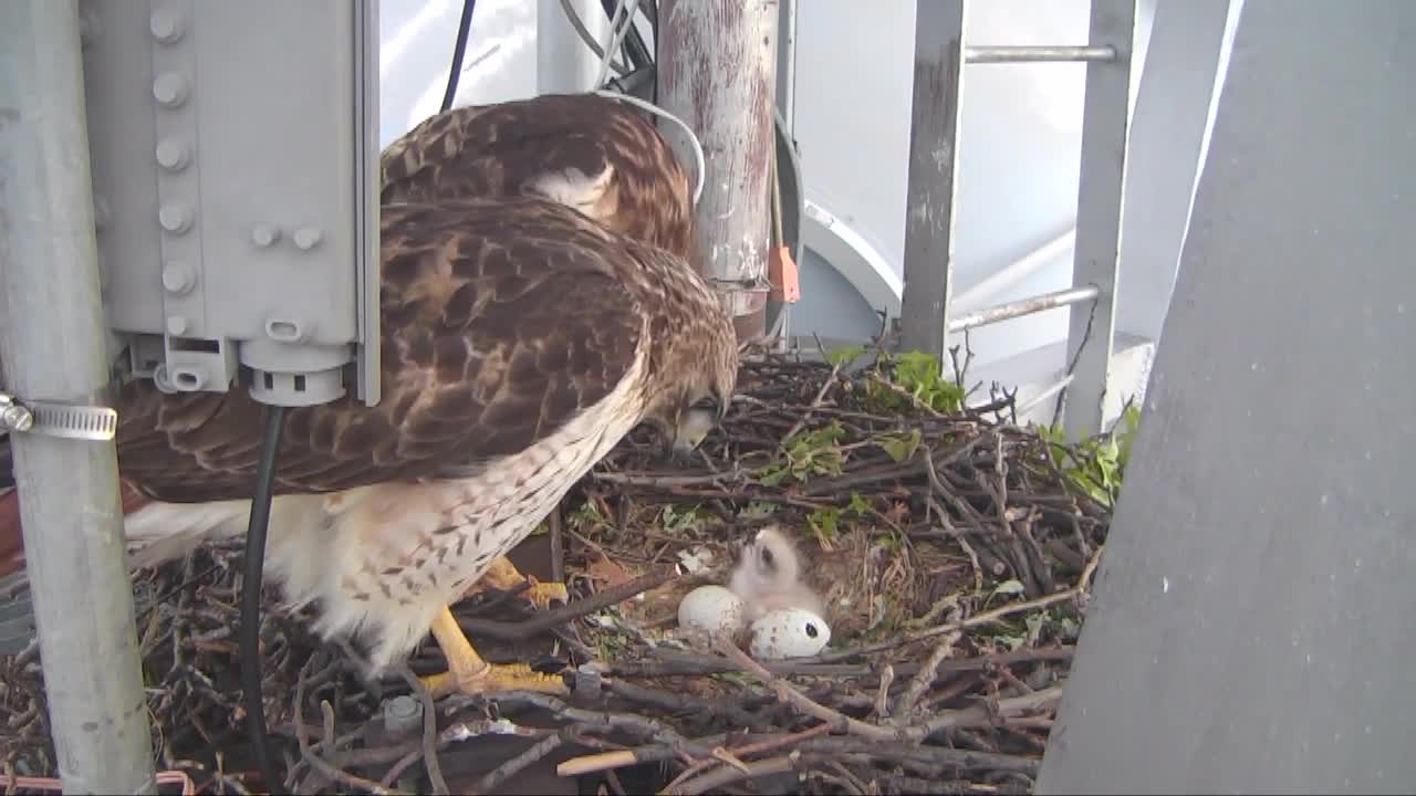 RUBY CAM: One of Ruby's Three Eggs has hatched