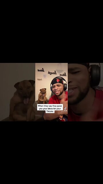 When they say they gave you your ideas.. seemlytuber TikTok ban reaction funny dog jokes