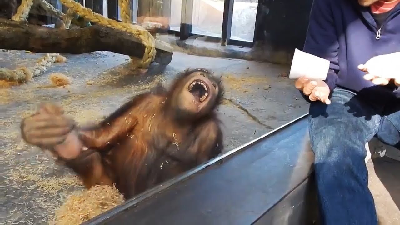 Magician has an orangutan in splits