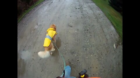 October 21st, 57º and rain, Flynn and I take very short walk.