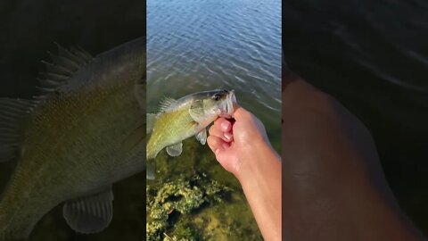 Bass on the shaky head RIG!