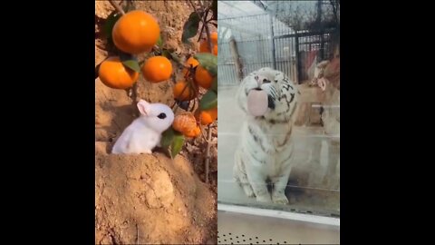 Funny animals video