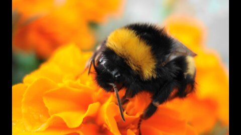 Adorable furry bumblebees to brighten up your day!