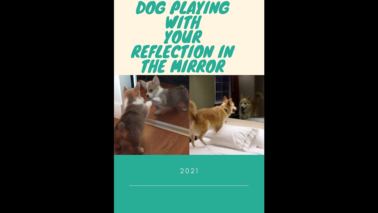 Dog Playing With Your reflection in the mirror