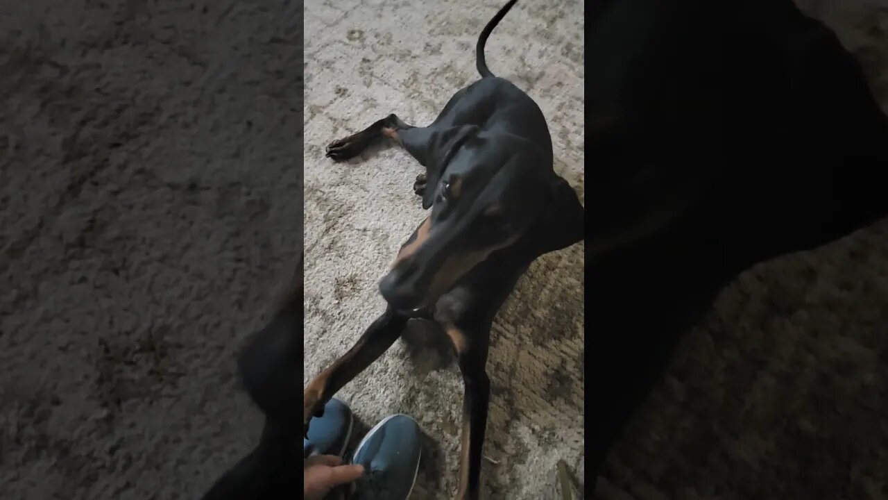 Nala the #doberman excited to go on a walk! #dogs #subscribe #like #share #shorts #short