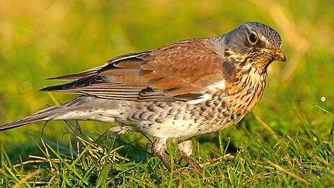 Fieldfare Allways Gets the Worm in the End