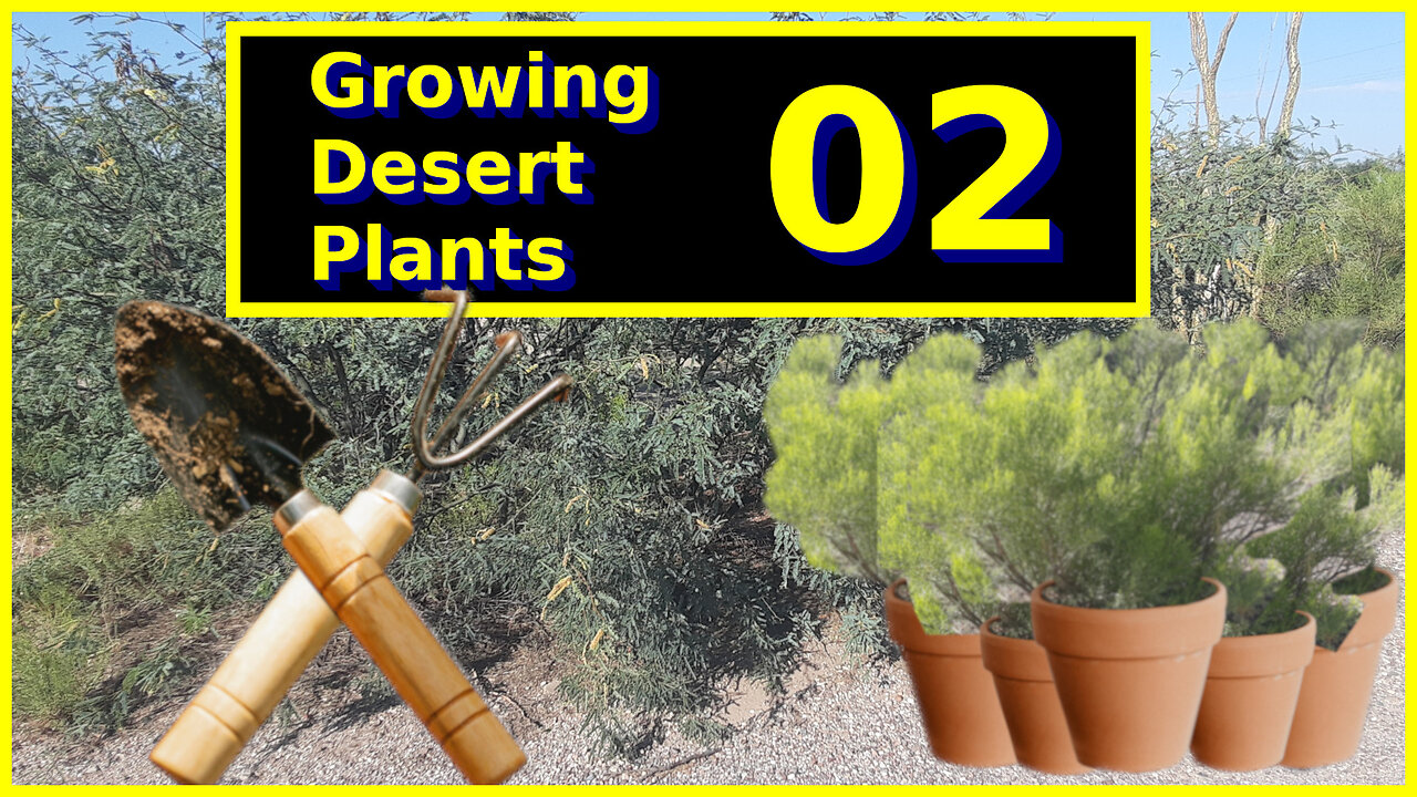 Growing Desert Plants Part 02