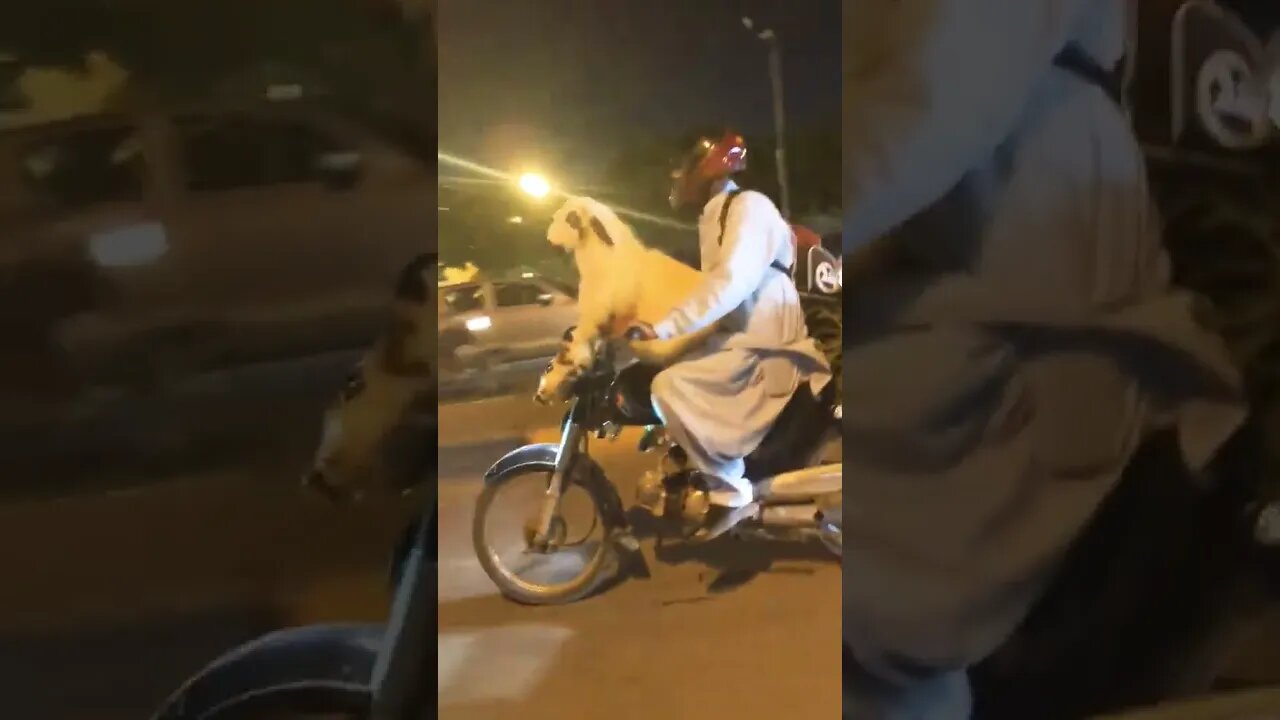 qurbani Ka janwar Kitna Pyar hy yar #shorts