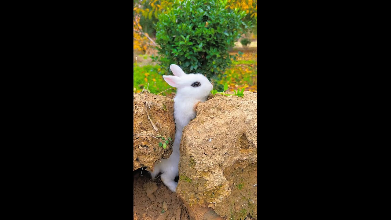 #animal