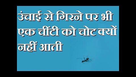 गिरने पर चींटियाँ घायल क्यों नहीं होतीं