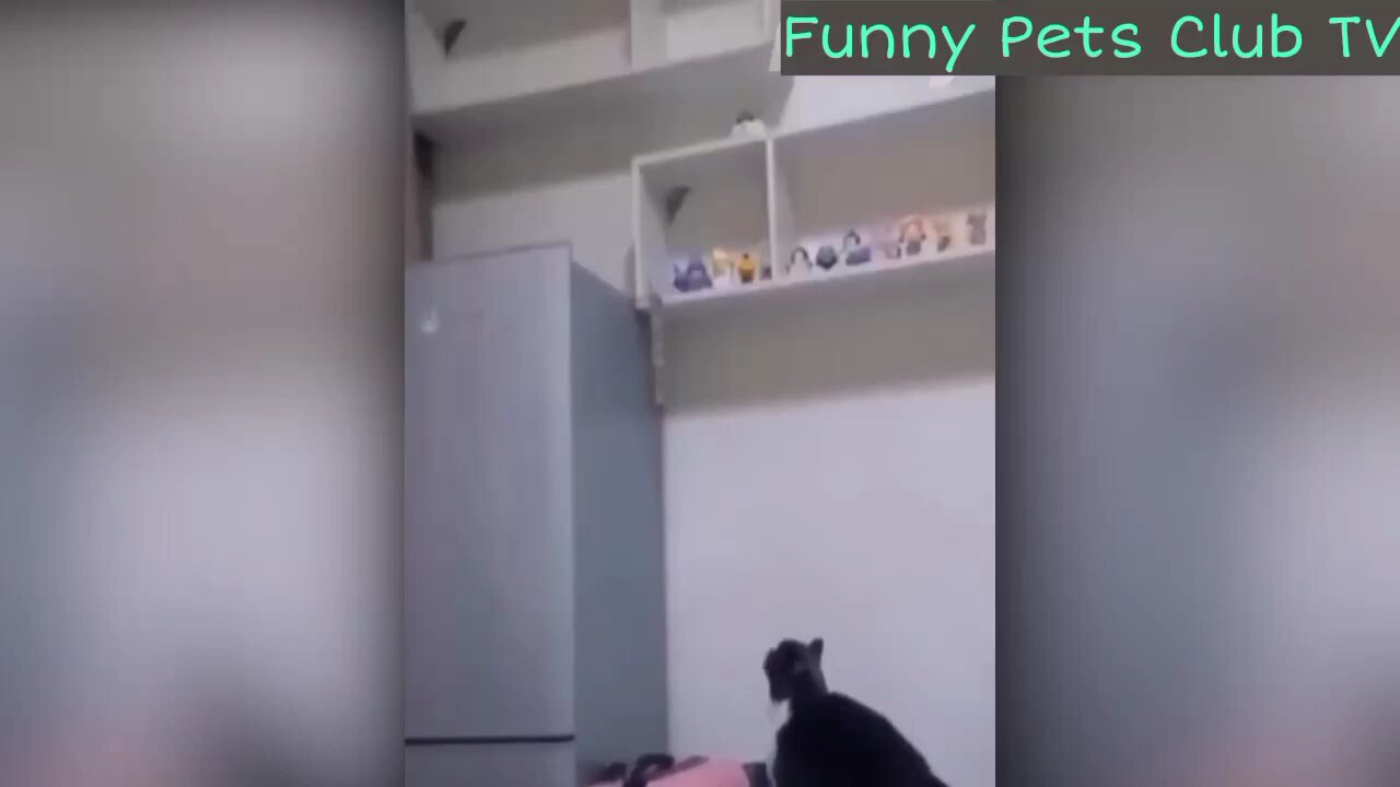 "Ultimate Laughs: Hilarious Dogs and Cats Compilation!"