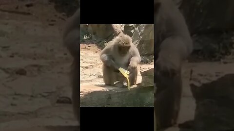 Monkey drops his banana..it's going to be this kinda week #zoobox #nonsense #sad #monkey