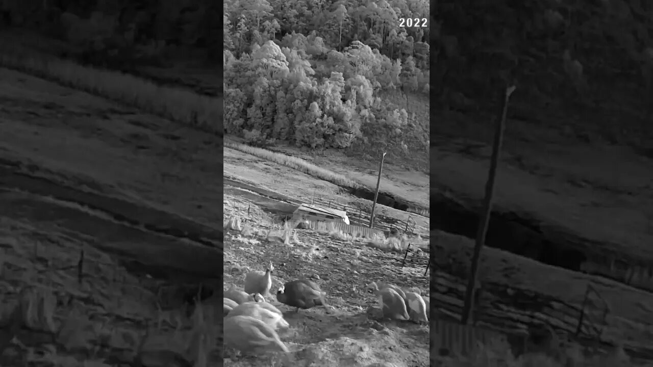 The secret lives of guinea fowl night vision