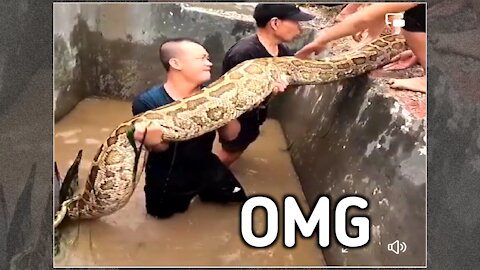 OMG 😮 🐍Rescue 1 person and 2 python trapped in the well