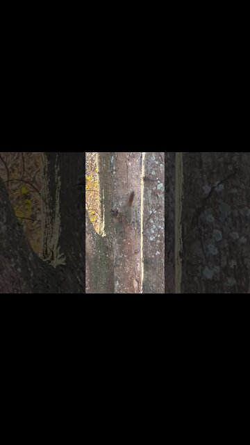 Squirrel shaking its tail at me