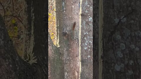 Squirrel shaking its tail at me