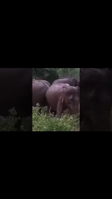 Wild Elephants