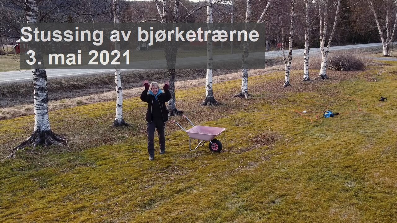 Stussing av bjørketrærne, 3. mai 2021