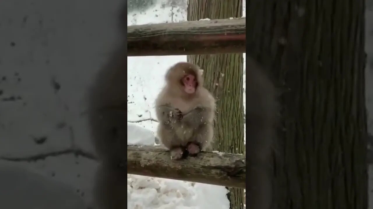 #shorts the best video 2022 about Baby monkey #11 #monkey cute animals 2022