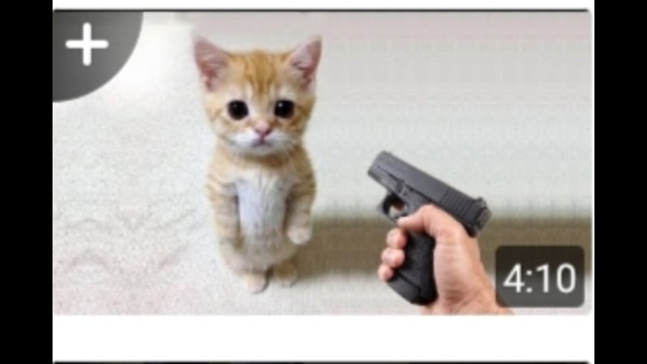 Shoot a cute cat