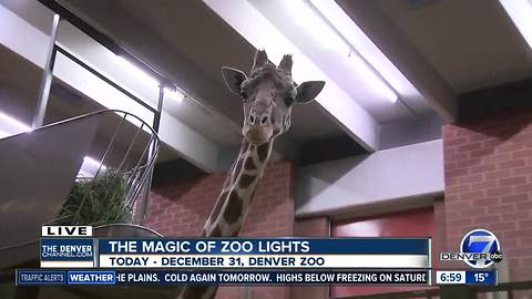 Zoo Lights giraffes