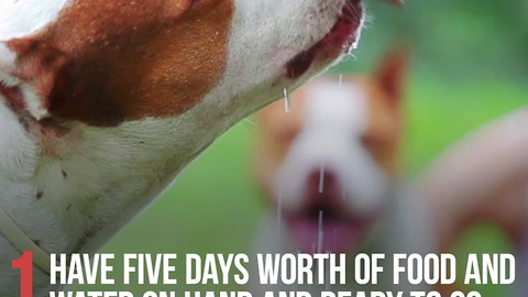 How to Prepare Your Pet for an Emergency