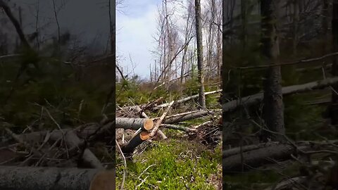 So Much Destruction on the Nature Trail 🌲🌳