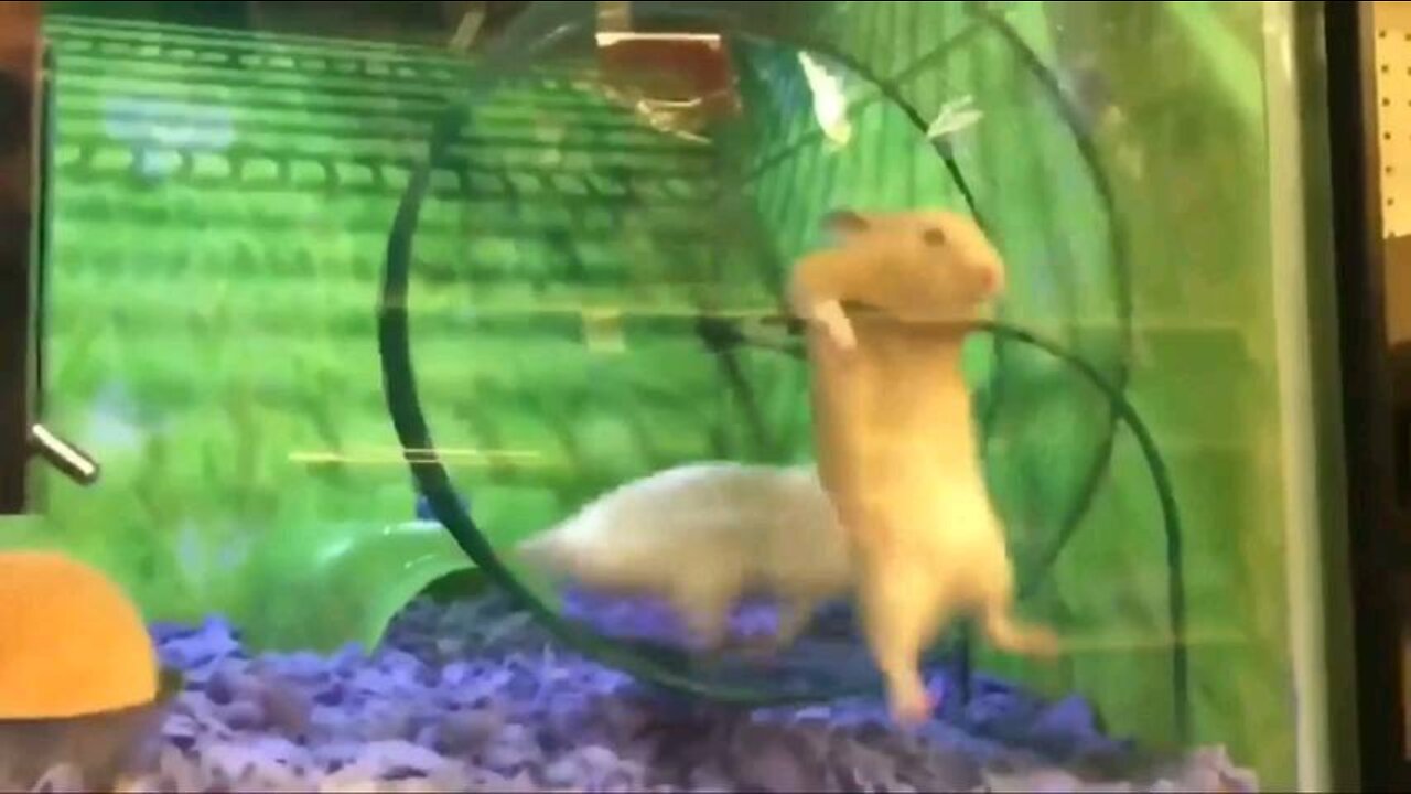 Cute and funny animals (try not to laugh)