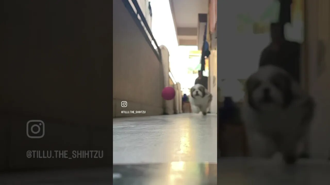 #dog #shorts #fun #doglover #cute #shihtzu #reels #funny #ytshorts #youtubeshorts #trending #youtube