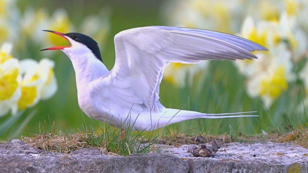 Just a Common Tern Male in front of a Flower Bed