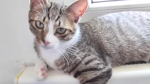 A Small Curious Cat