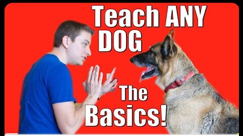 How to Train any Dog the basics at home