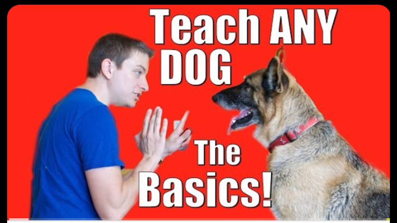 How to Train any Dog the basics at home