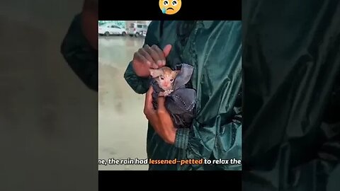 Rescue Kitten ️ #kitten #rescue #rescueanimals #rescuekitten #meow #fyp