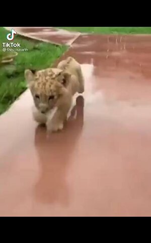 Lion cub plays in puddles