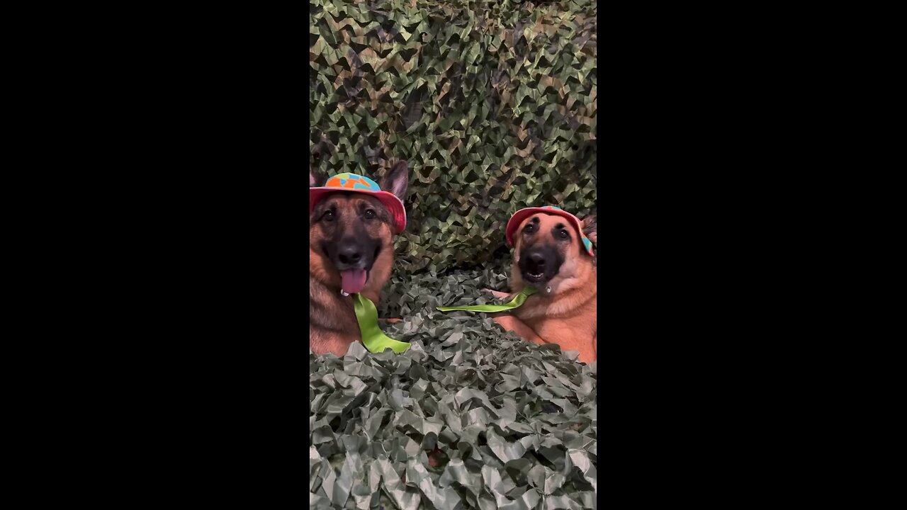 Funny German Shepherd 🤣🤣